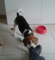 Panchita en pleno ataque mordedor!